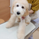 12月の休診･時間変更